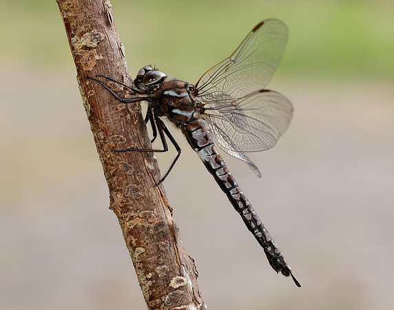Azure Hawker Aeshna caerulea