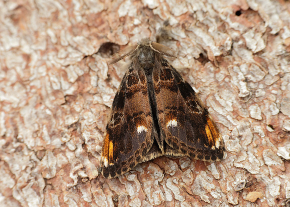 72.018 BF2025 Scarce Vapourer Orgyia recens