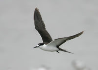 Sooty Tern Sterna fuscata