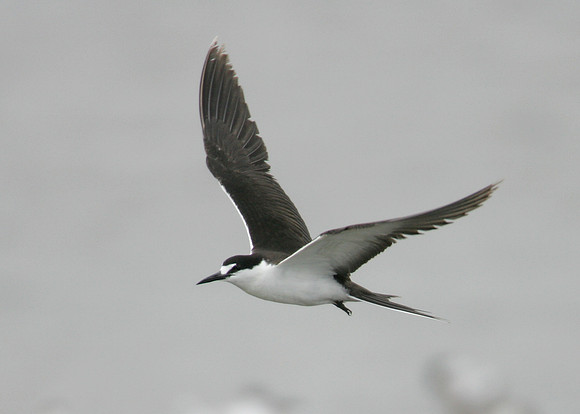 Sooty Tern Sterna fuscata