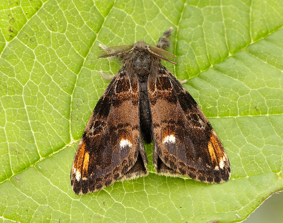72.018 BF2025 Scarce Vapourer Orgyia recens