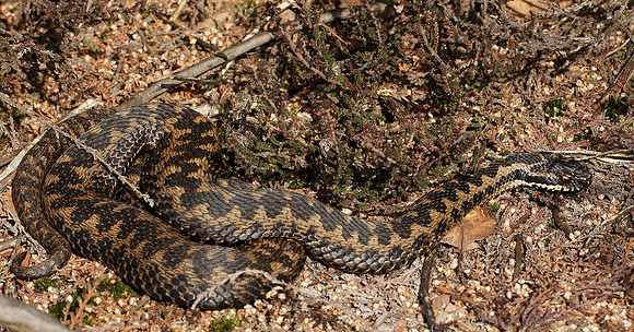 Adder Vipera berus