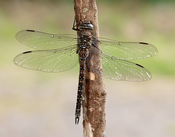 Azure Hawker Aeshna caerulea