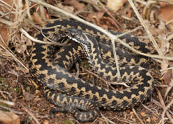 Adder Vipera berus