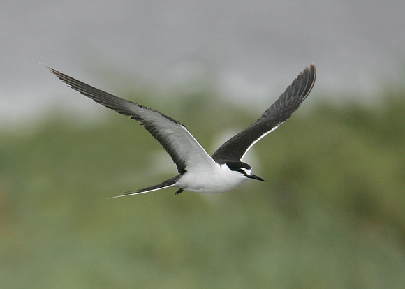 Sooty Tern Sterna fuscata