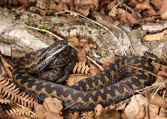Adder Vipera berus