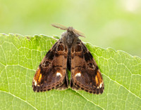 72.018 BF2025 Scarce Vapourer Orgyia recens