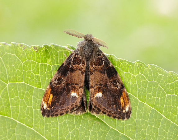 72.018 BF2025 Scarce Vapourer Orgyia recens