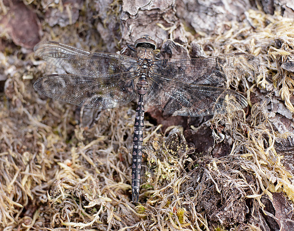 Azure Hawker Aeshna caerulea