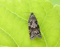 49.051 BF1021 Flax Tortrix Cnephasia asseclana