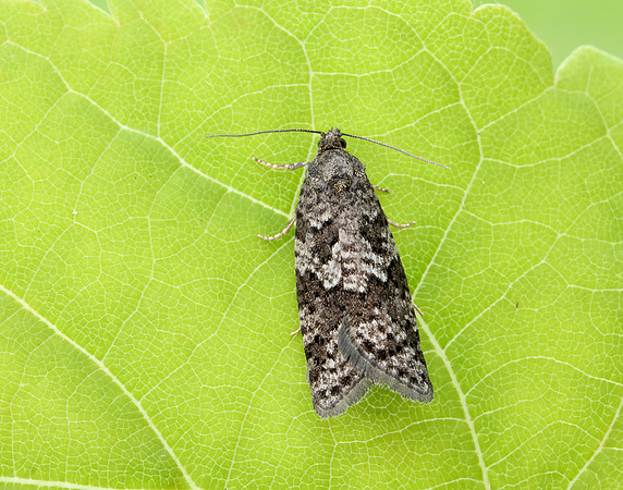 49.051 BF1021 Flax Tortrix Cnephasia asseclana