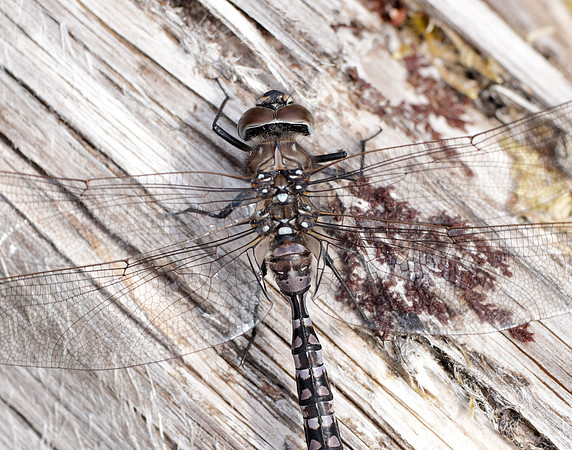 Azure Hawker Aeshna caerulea
