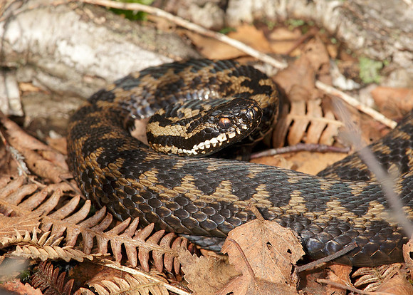 Adder Vipera berus