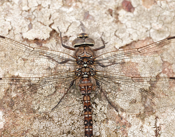 Azure Hawker Aeshna caerulea