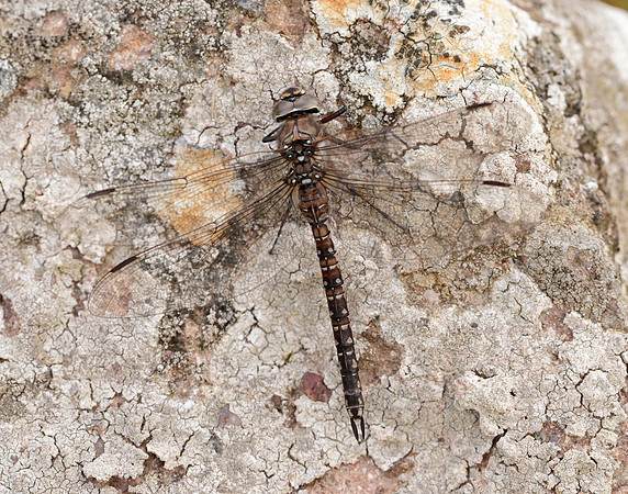 Azure Hawker Aeshna caerulea