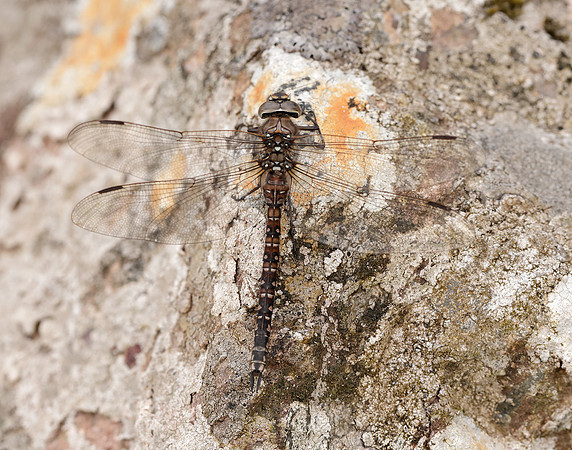 Azure Hawker Aeshna caerulea
