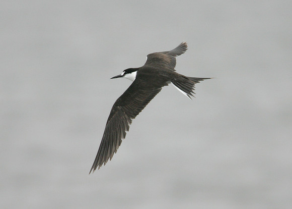 Sooty Tern Sterna fuscata