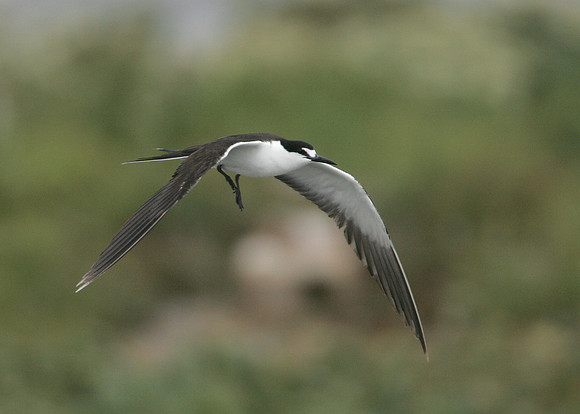 Sooty Tern Sterna fuscata