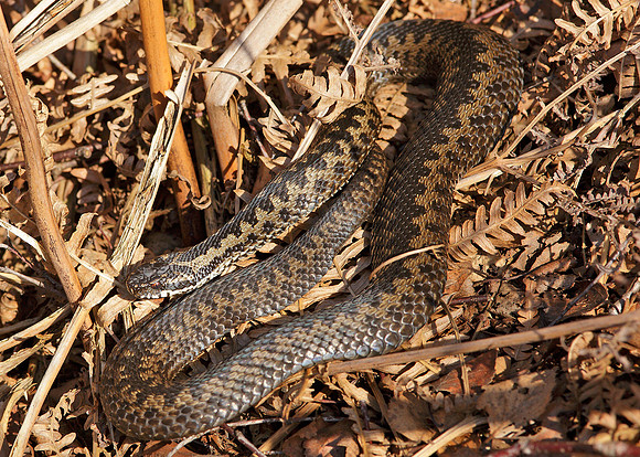 Adder Vipera berus