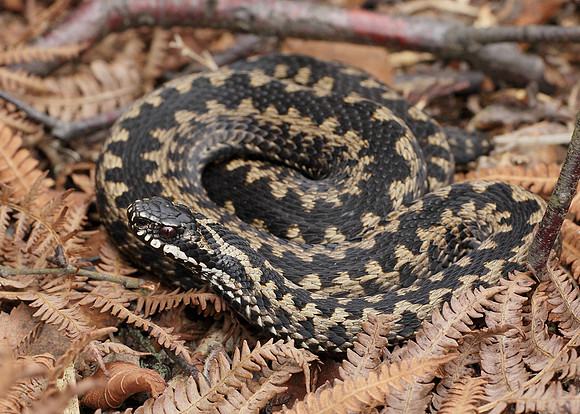 Adder Vipera berus