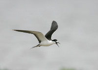 Sooty Tern Sterna fuscata