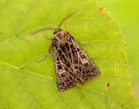 73.253 BF2178 Feathered Gothic Tholera decimalis