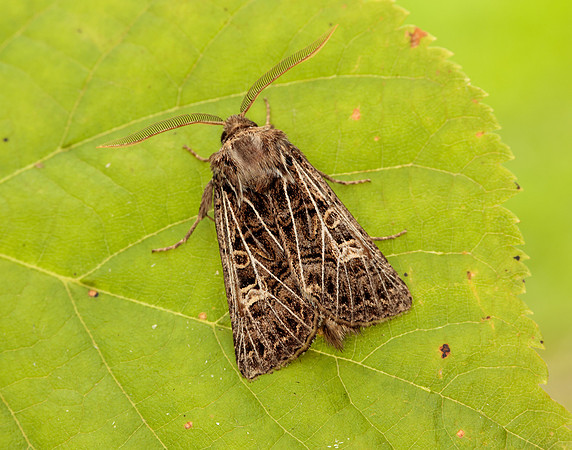 73.253 BF2178 Feathered Gothic Tholera decimalis
