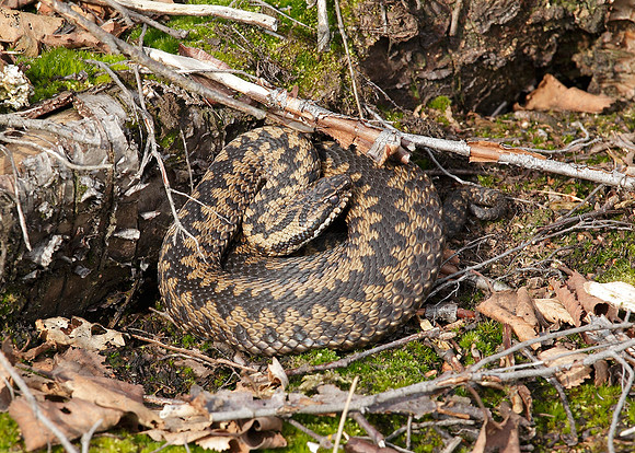 Adder Vipera berus