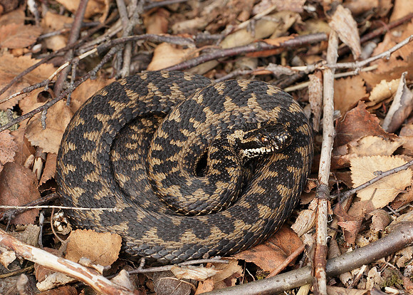 Adder Vipera berus