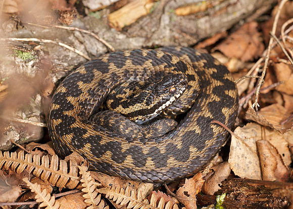 Adder Vipera berus