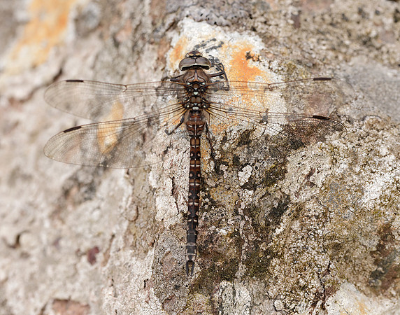 Azure Hawker Aeshna caerulea
