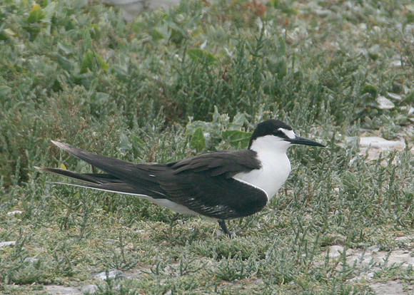 Sooty Tern Sterna fuscata