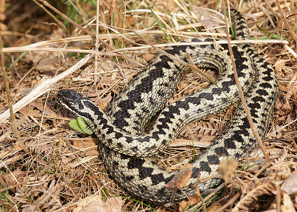 Adder Vipera berus