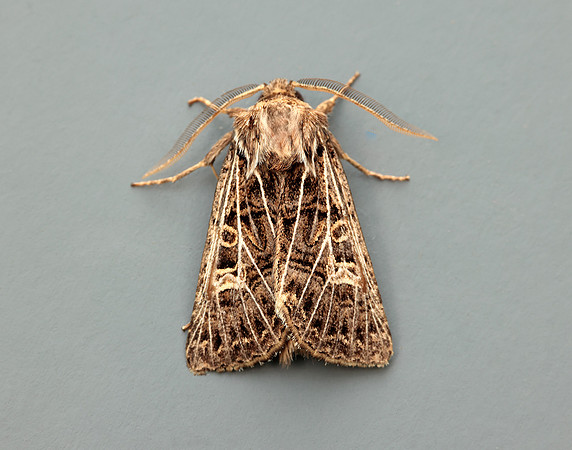 73.253 BF2178 Feathered Gothic Tholera decimalis