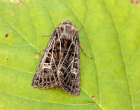73.253 BF2178 Feathered Gothic Tholera decimalis
