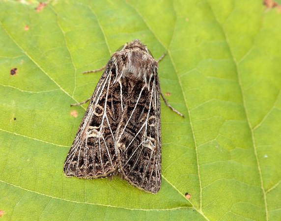 73.253 BF2178 Feathered Gothic Tholera decimalis