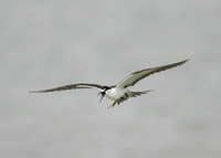 Sooty Tern Sterna fuscata