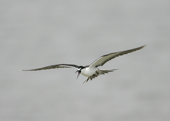Sooty Tern Sterna fuscata