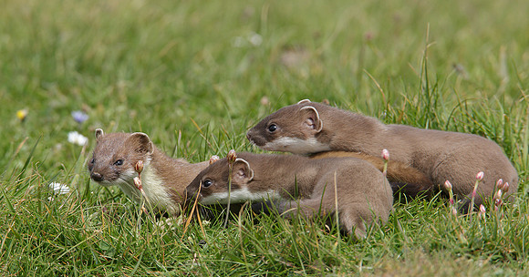Stoat Mustela erminea