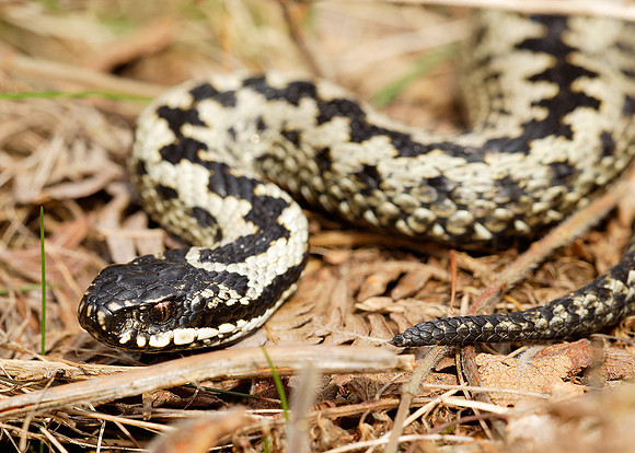 Adder Vipera berus