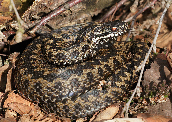 Adder Vipera berus
