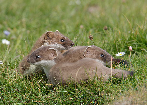 Stoat Mustela erminea
