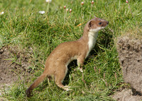 Stoat Mustela erminea