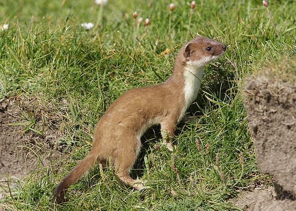 Stoat Mustela erminea