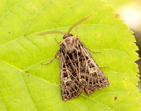 73.253 BF2178 Feathered Gothic Tholera decimalis