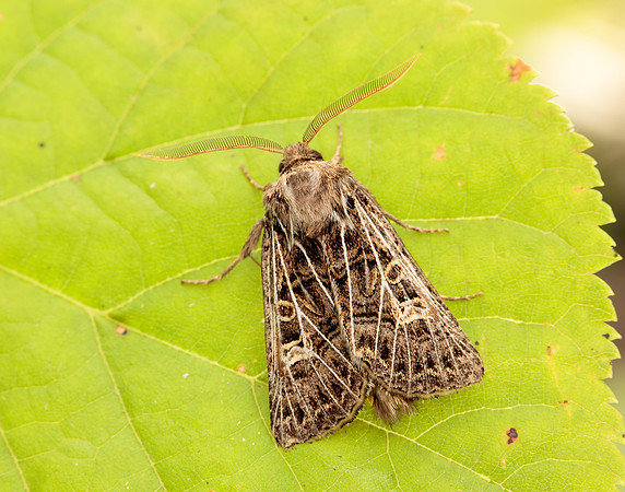 73.253 BF2178 Feathered Gothic Tholera decimalis