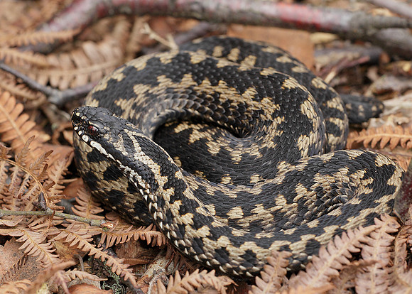 Adder Vipera berus