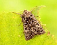 73.253 BF2178 Feathered Gothic Tholera decimalis