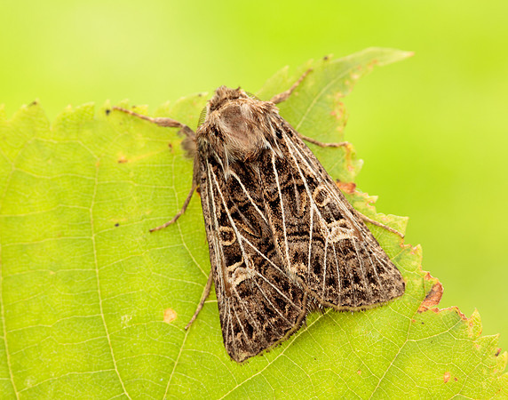 73.253 BF2178 Feathered Gothic Tholera decimalis