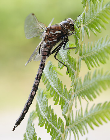 Azure Hawker Aeshna caerulea